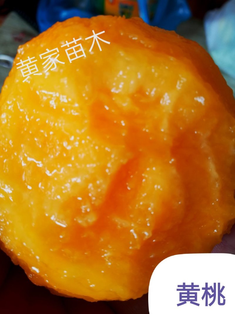 黄金蜜4号黄桃睌熟品种大果型，果肉香甜，基地直供