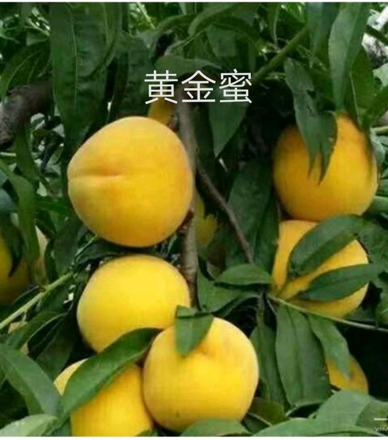 黄金蜜4号黄桃睌熟品种大果型，果肉香甜，基地直供