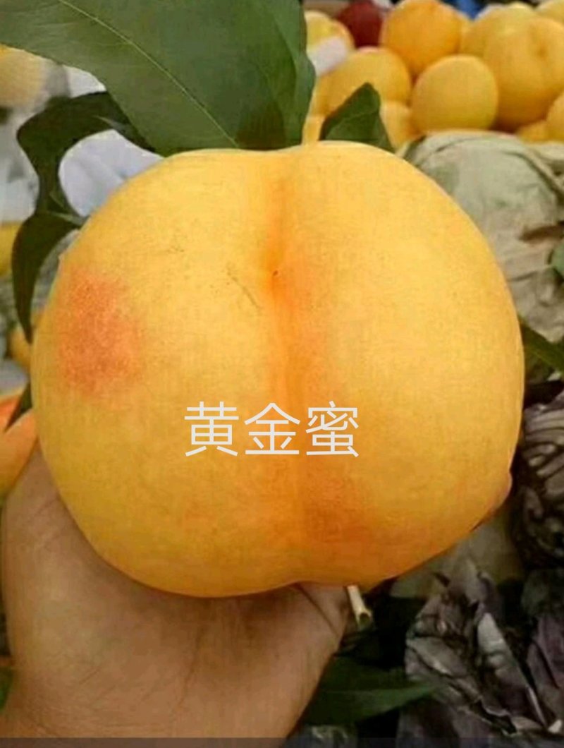 黄金蜜4号黄桃睌熟品种大果型，果肉香甜，基地直供