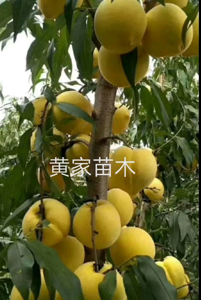 黄金蜜4号黄桃睌熟品种大果型，果肉香甜，基地直供