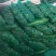 芹菜，大量优质芹菜上市，欢迎新老顾客光顾