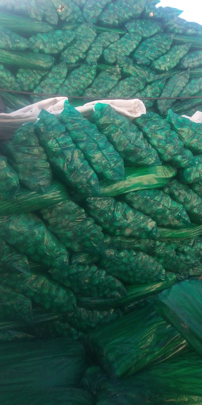 芹菜，大量优质芹菜上市，欢迎新老顾客光顾