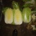 山东省青岛平度黄心白菜