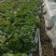 山东省青岛平度黄心白菜