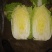 山东省青岛平度黄心白菜