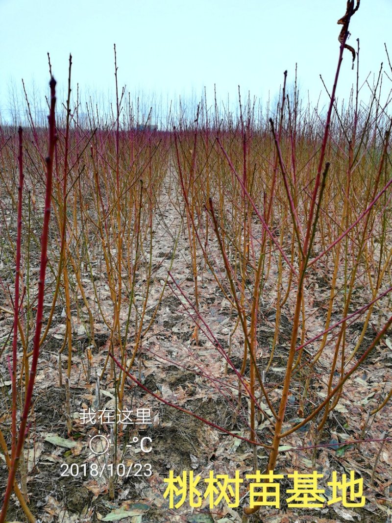 黄金蜜4号黄桃睌熟品种大果型，果肉香甜，基地直供