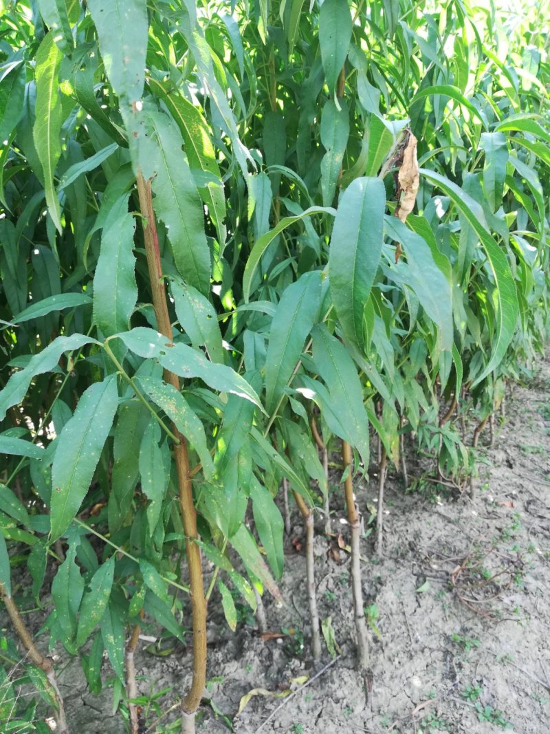 黄金蜜4号黄桃睌熟品种大果型，果肉香甜，基地直供