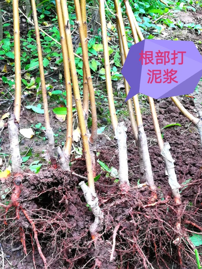 黄金蜜4号黄桃睌熟品种大果型，果肉香甜，基地直供