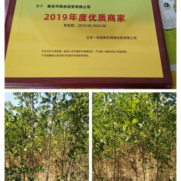 刺槐苗,杨槐树苗,香花槐,保证品种保证质量