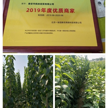 杜仲苗杜仲树80cm以上籽播苗药材基地直发