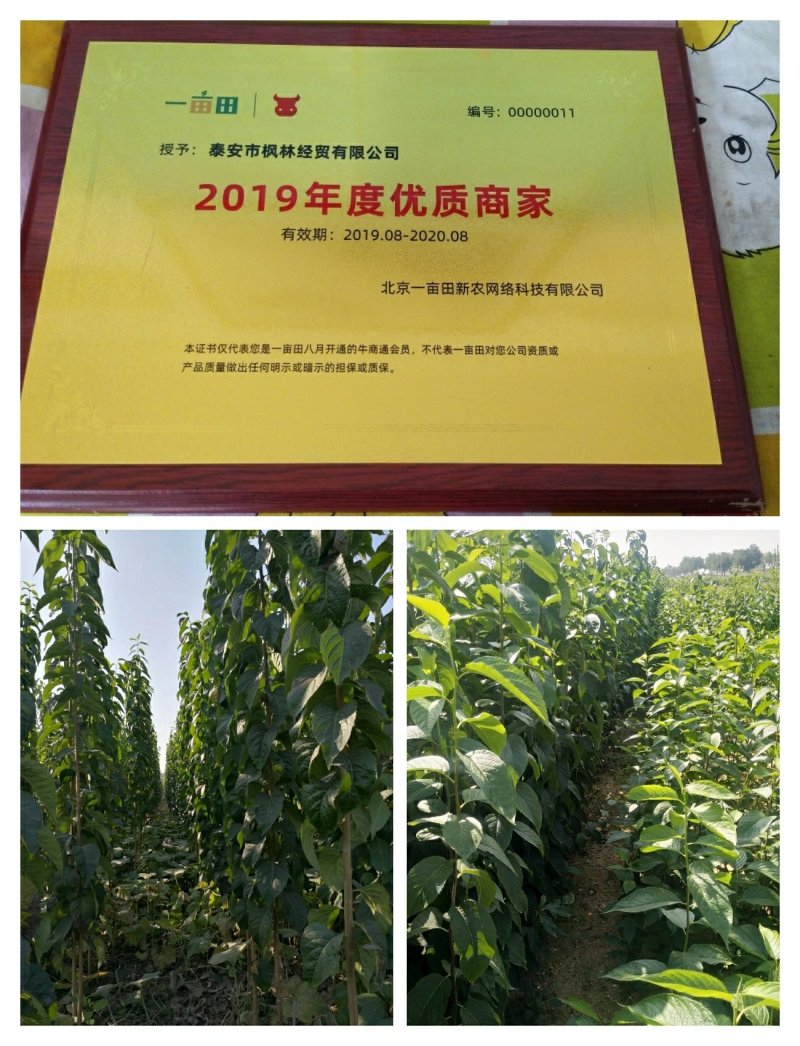 杜仲苗杜仲树80cm以上籽播苗药材基地直发