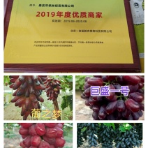 葡萄苗，妮娜皇后，巨盛一号葡萄，甜蜜蓝宝石，阳光玫瑰