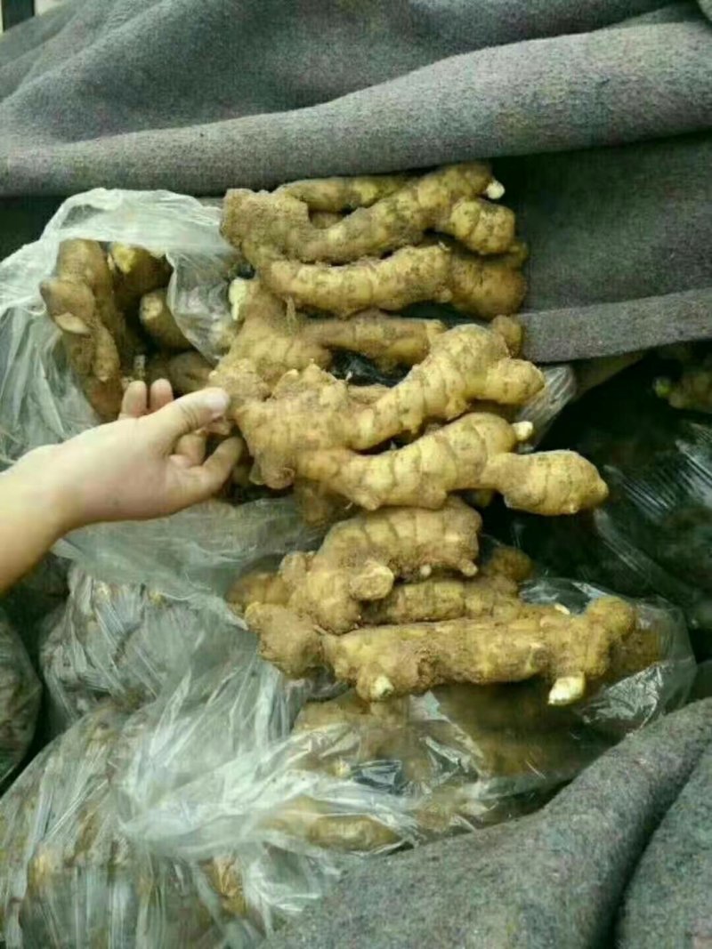 山东产地批发水洗大黄姜，口味辛辣，色泽明亮，量大从优