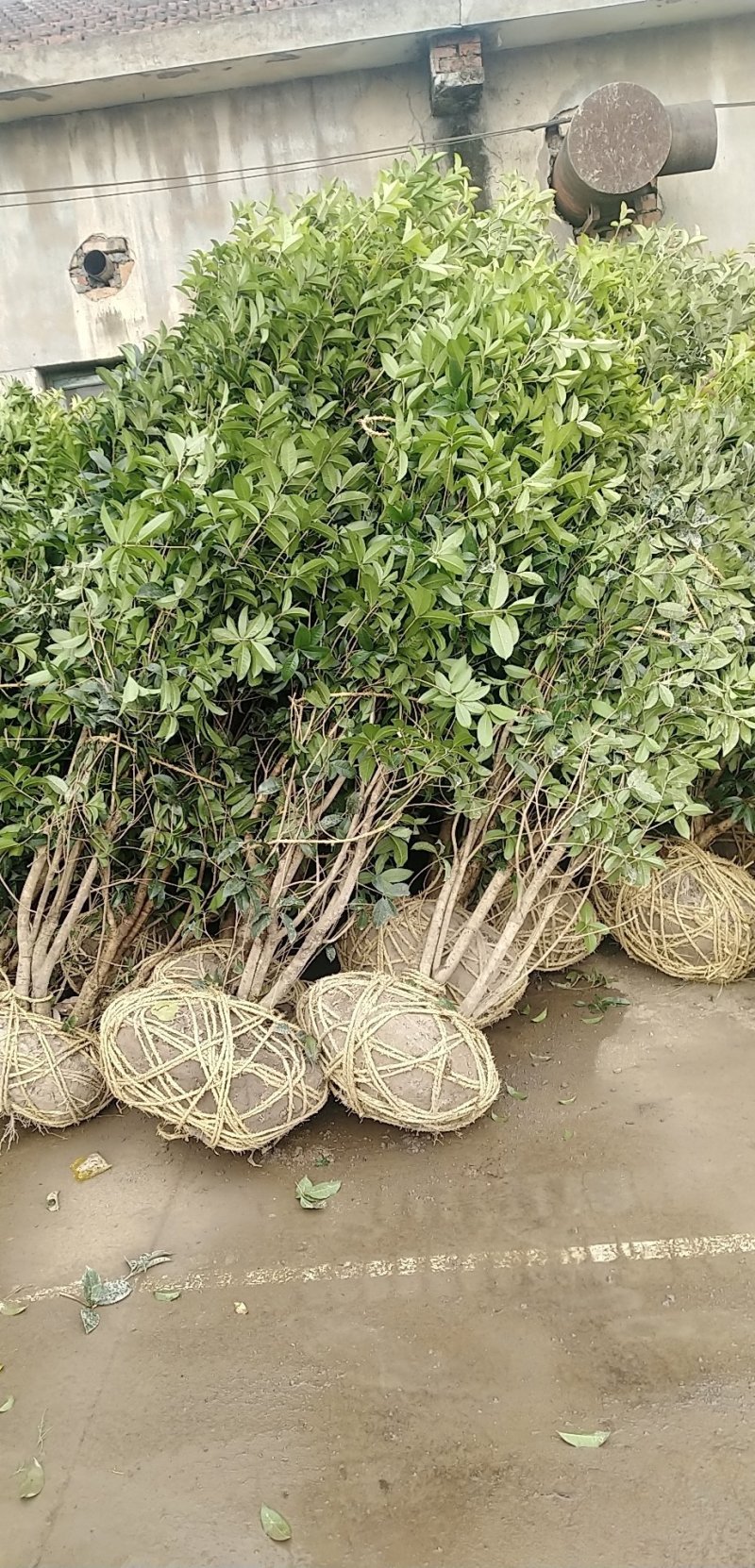 香樟树胸径10一18公分，丛生八月桂2一6米冠，大量有货
