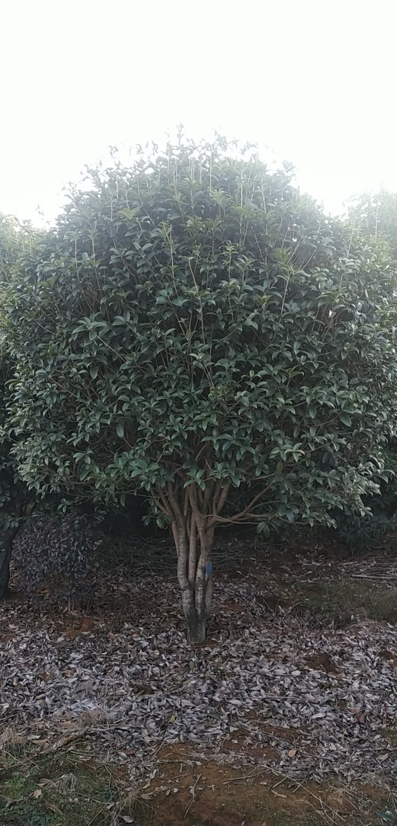 香樟树胸径10一18公分，丛生八月桂2一6米冠，大量有货