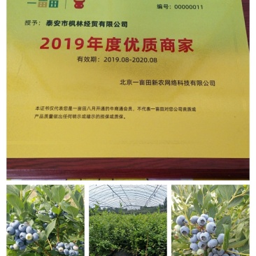 蓝莓苗蓝金蓝莓苗,薄雾蓝莓苗,北陆蓝莓苗