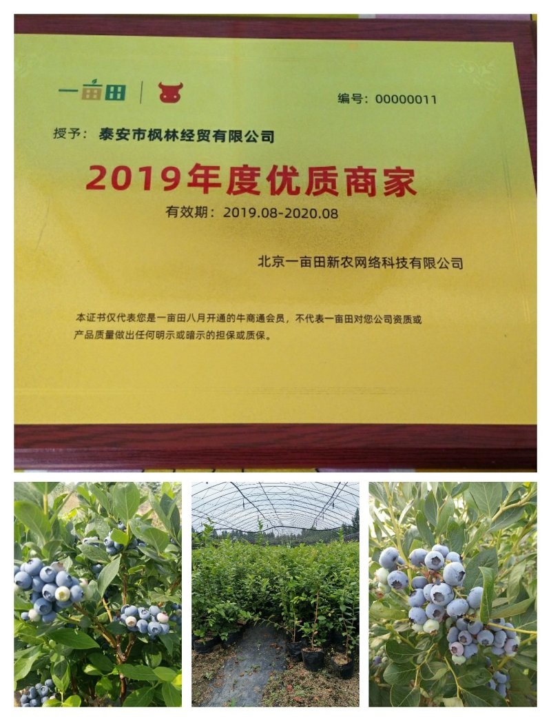 蓝莓苗蓝金蓝莓苗，薄雾蓝莓苗，北陆蓝莓苗