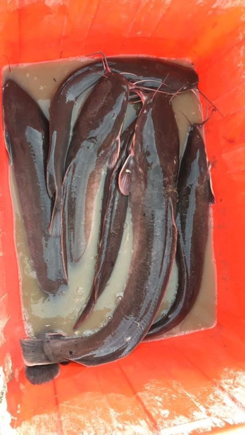 鲶鱼,鲜活
