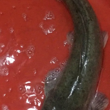 鲶鱼,鲜活