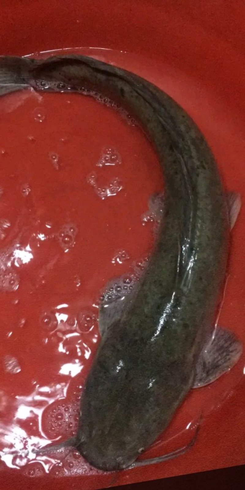 鲶鱼,鲜活
