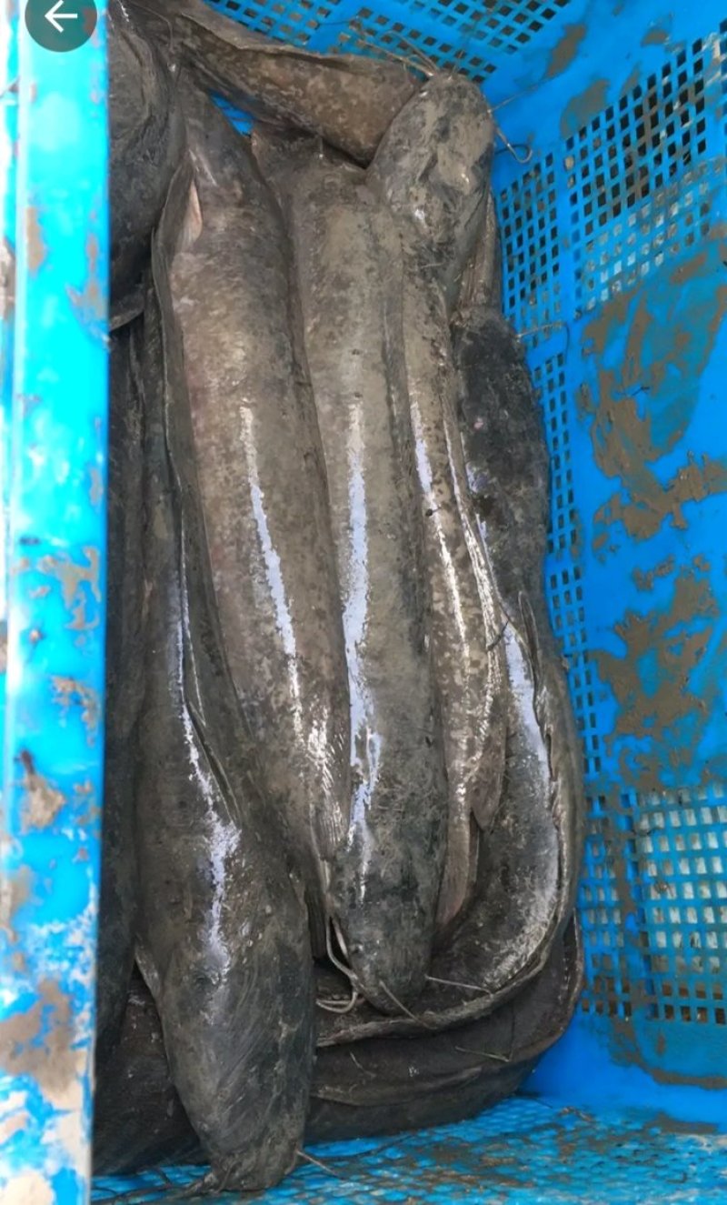 鲶鱼,鲜活