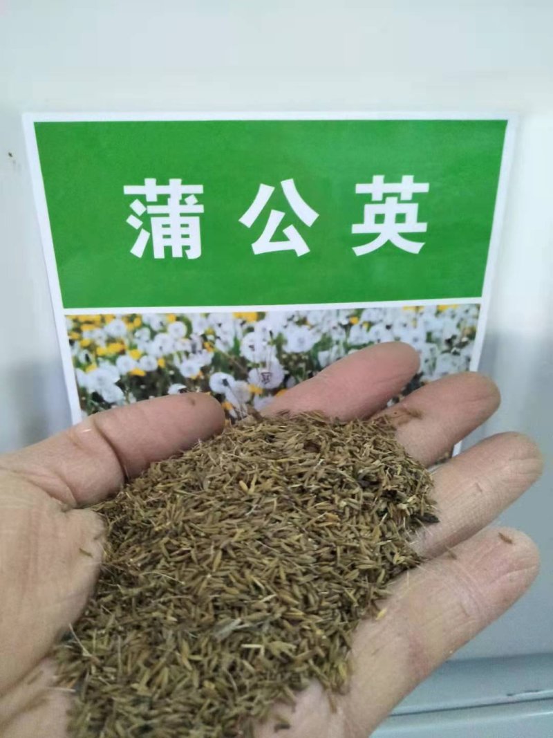 蒲公英种子新种子净籽2斤一亩地下单联系客服