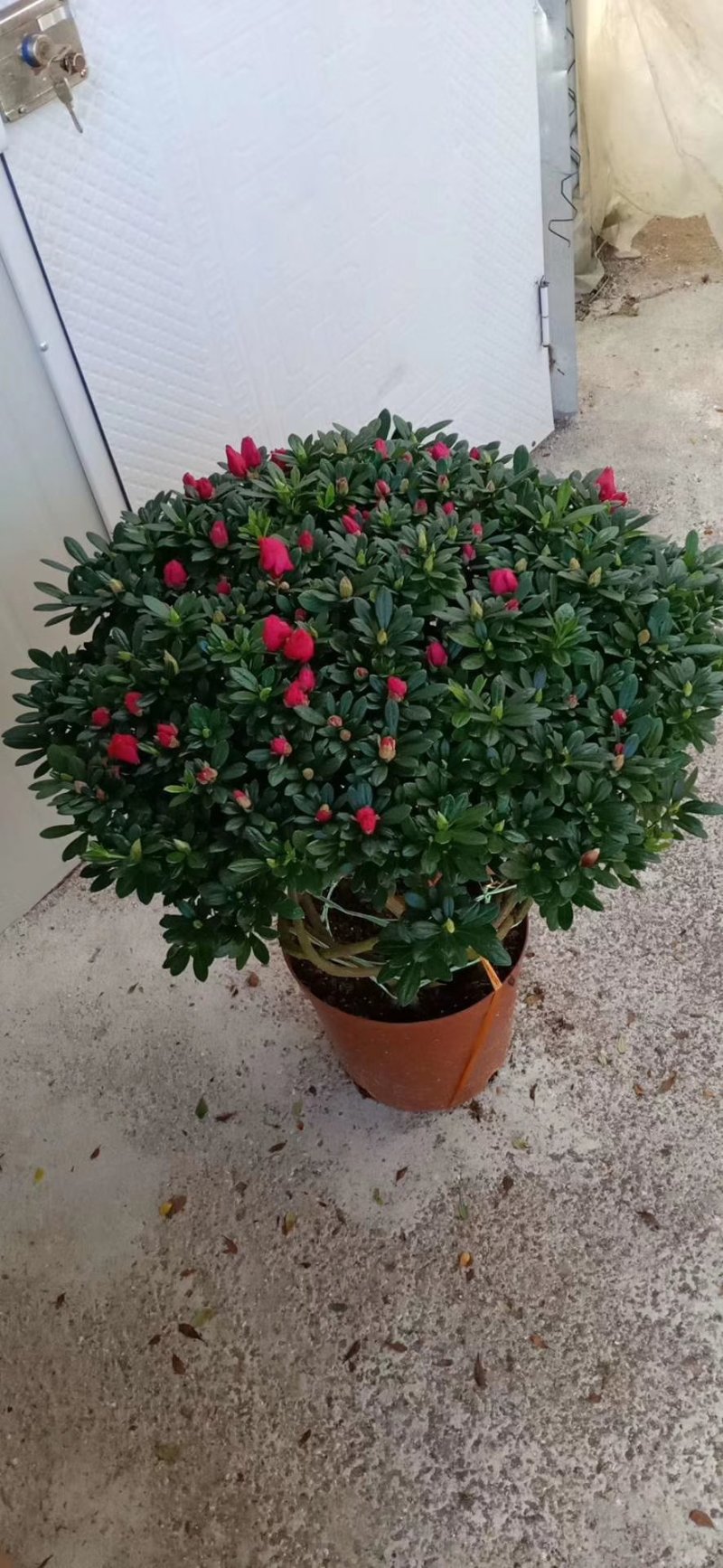 杜鹃花盆栽造型聚宝盆杜鹃