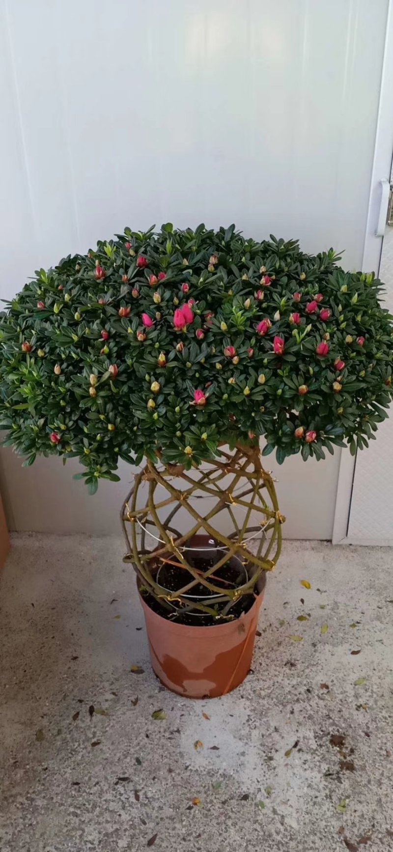 杜鹃花盆栽造型聚宝盆杜鹃