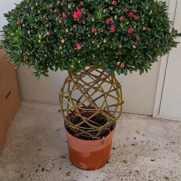 杜鹃花盆栽造型聚宝盆杜鹃