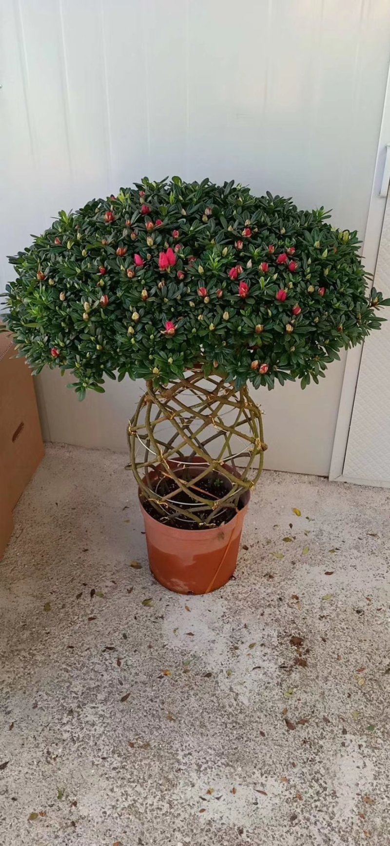 杜鹃花盆栽造型聚宝盆杜鹃