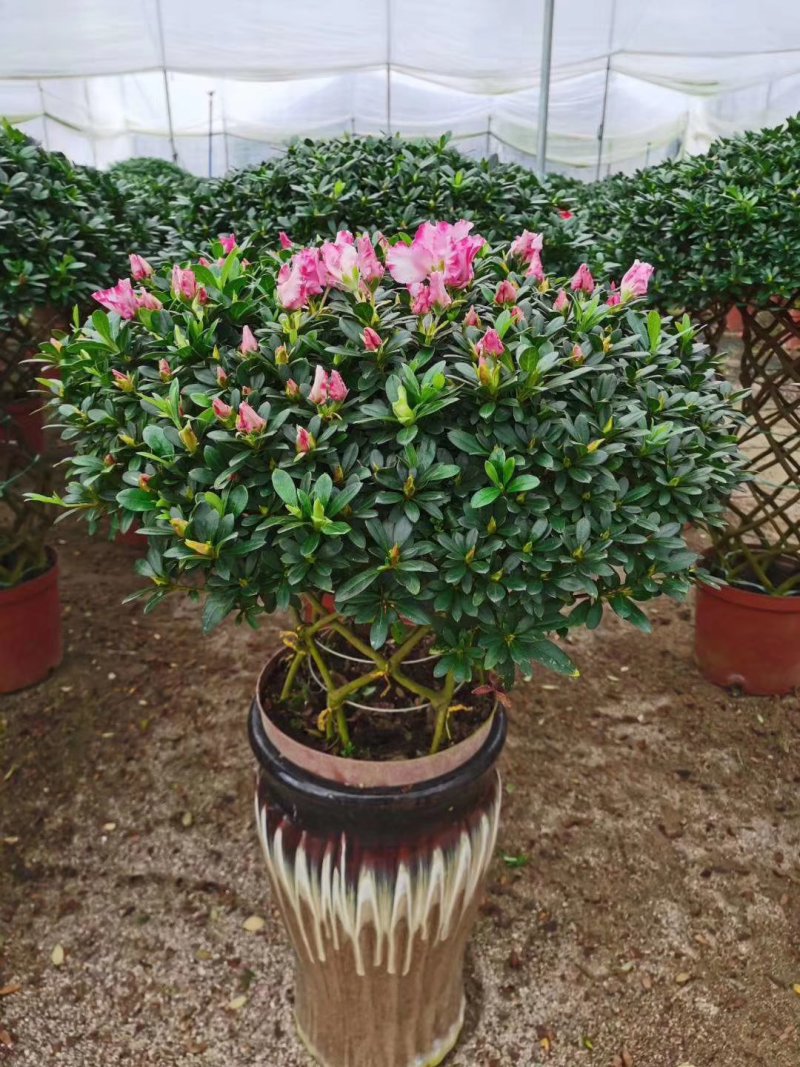 杜鹃花盆栽造型聚宝盆杜鹃