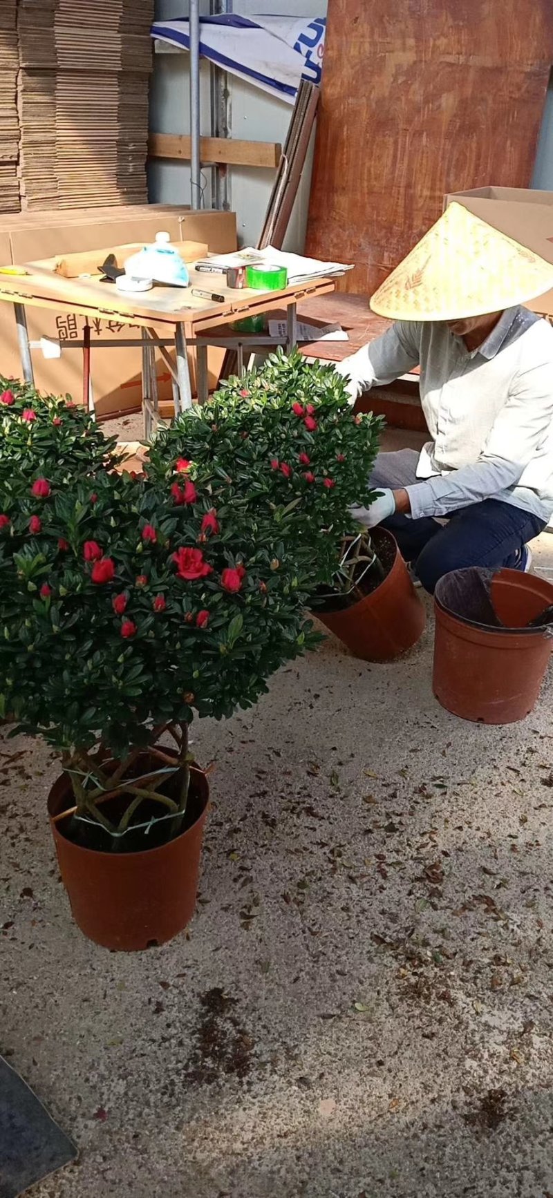 杜鹃花盆栽造型聚宝盆杜鹃