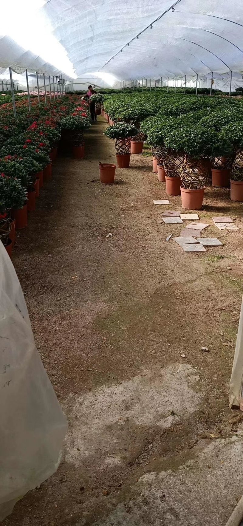 杜鹃花盆栽造型聚宝盆杜鹃
