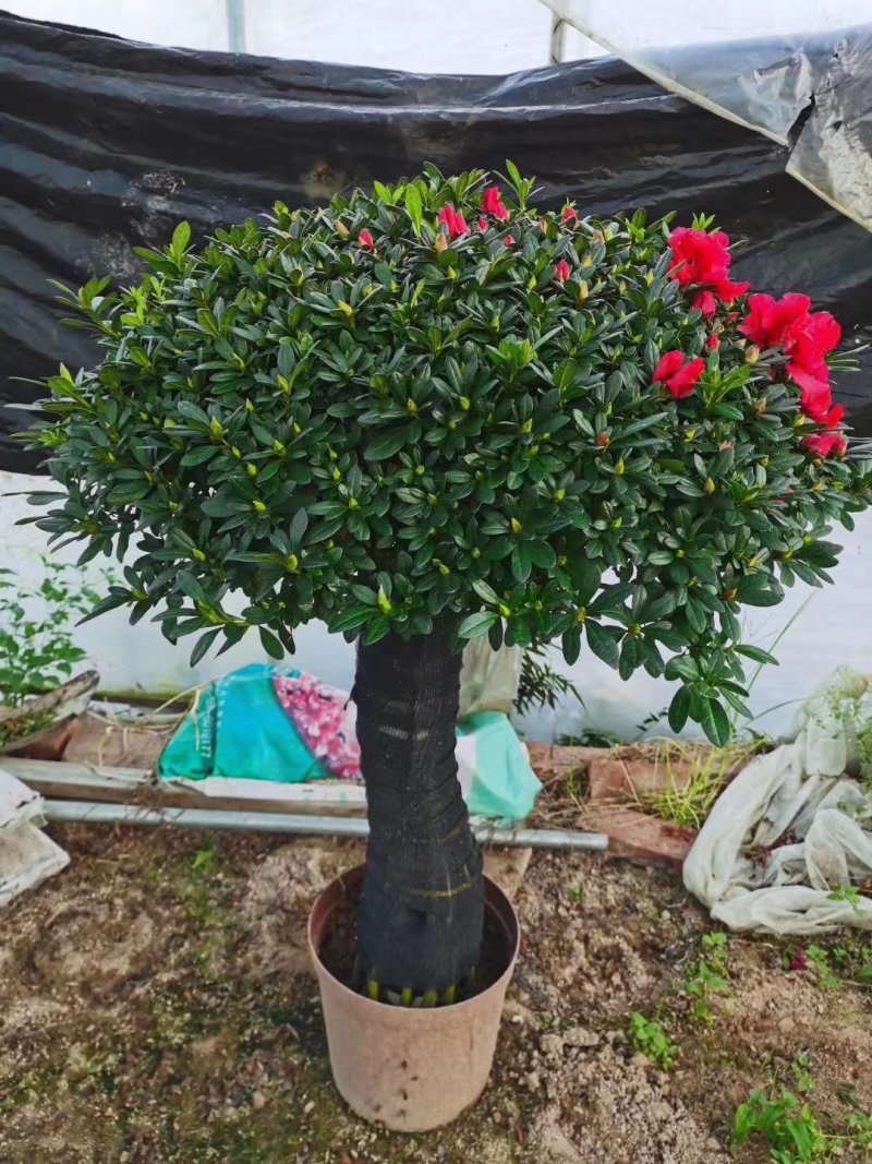 杜鹃花盆栽造型聚宝盆杜鹃