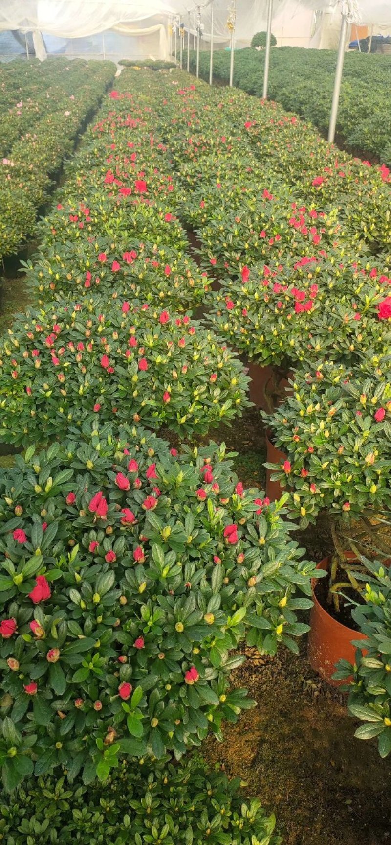 杜鹃花盆栽造型聚宝盆杜鹃