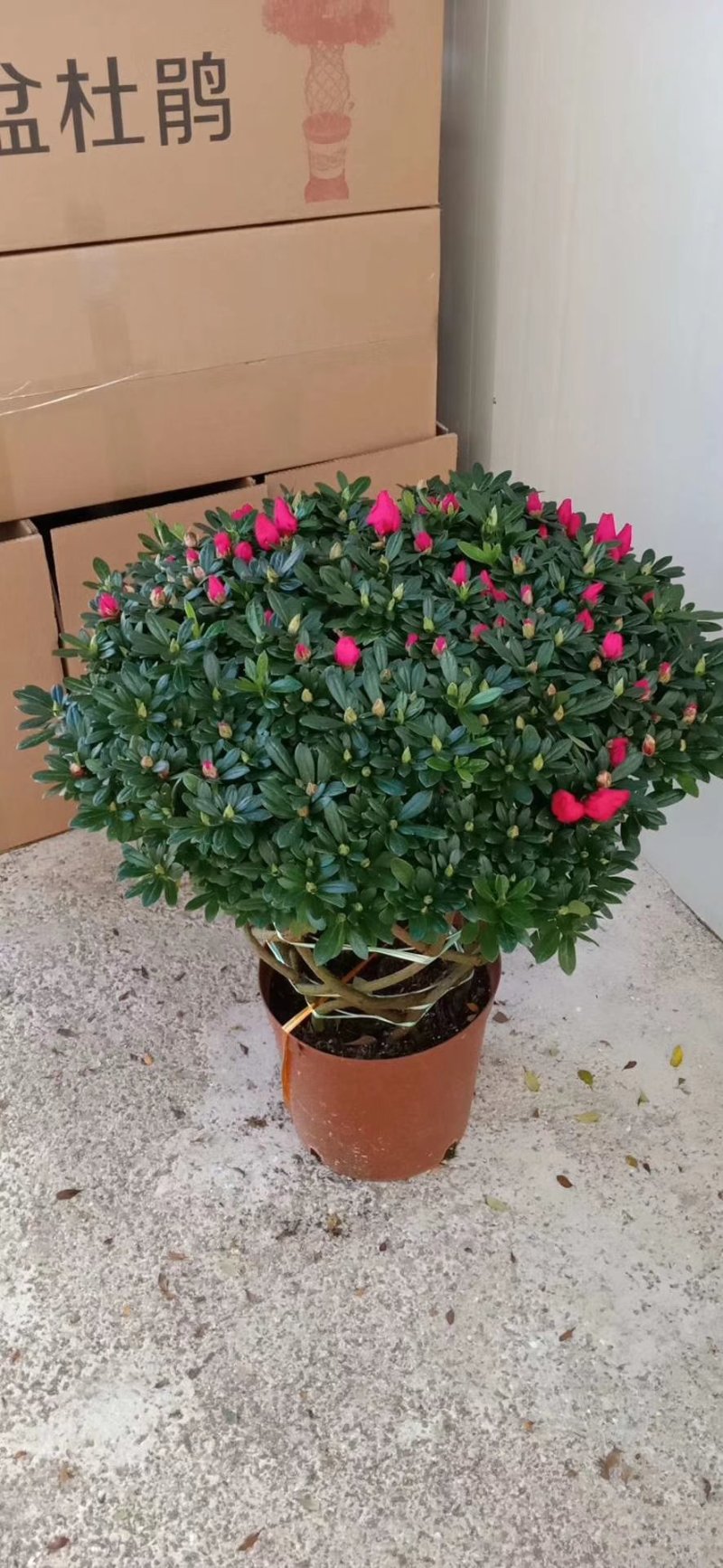杜鹃花盆栽造型聚宝盆杜鹃