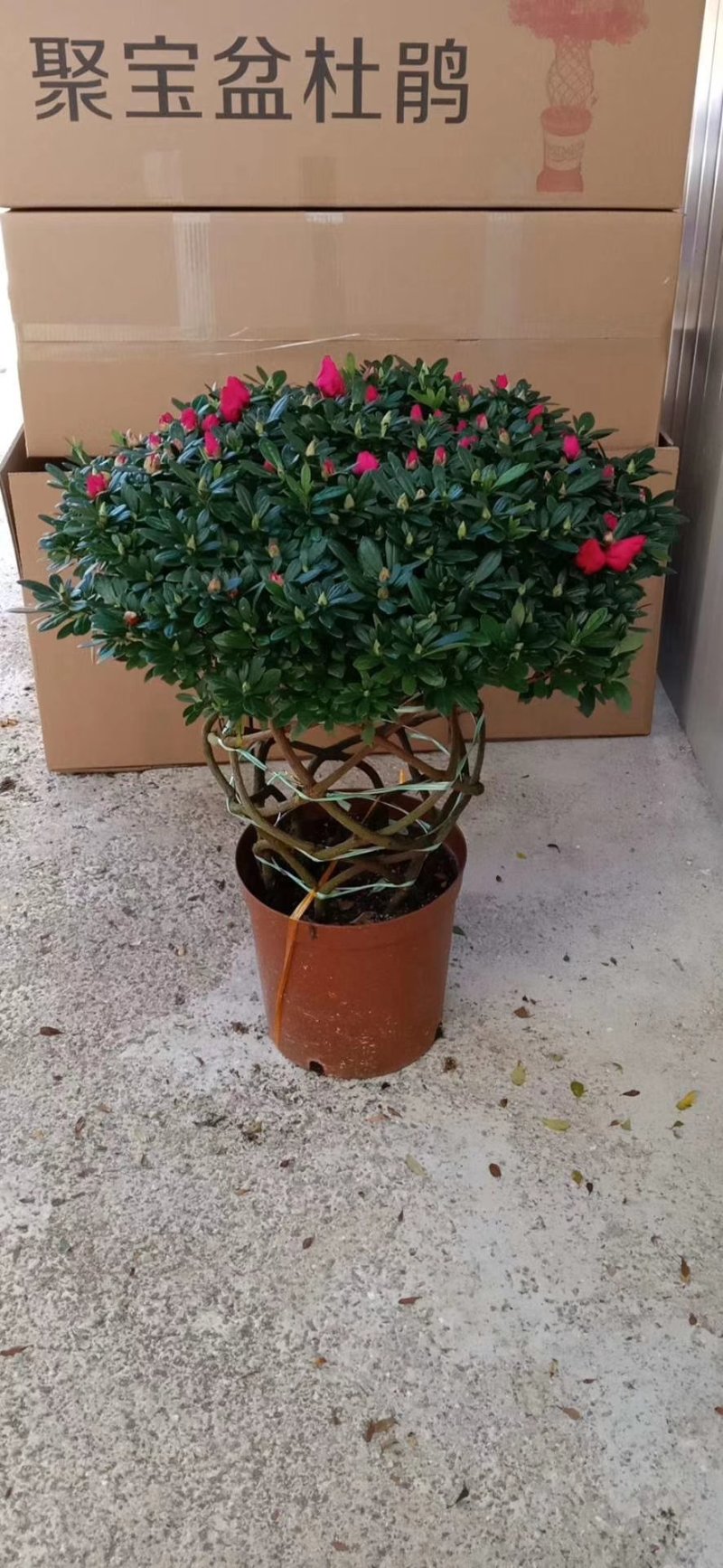 杜鹃花盆栽造型聚宝盆杜鹃