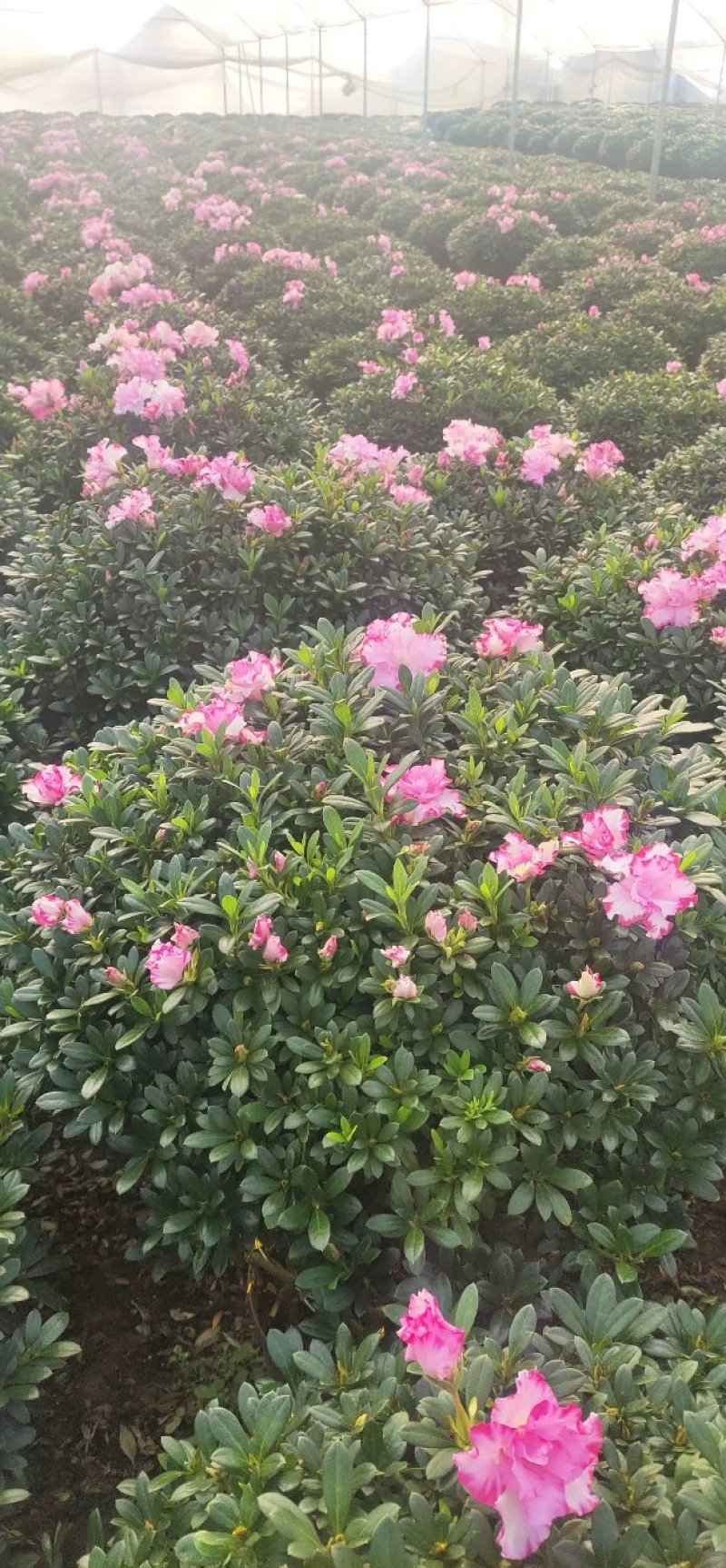 杜鹃花盆栽造型聚宝盆杜鹃