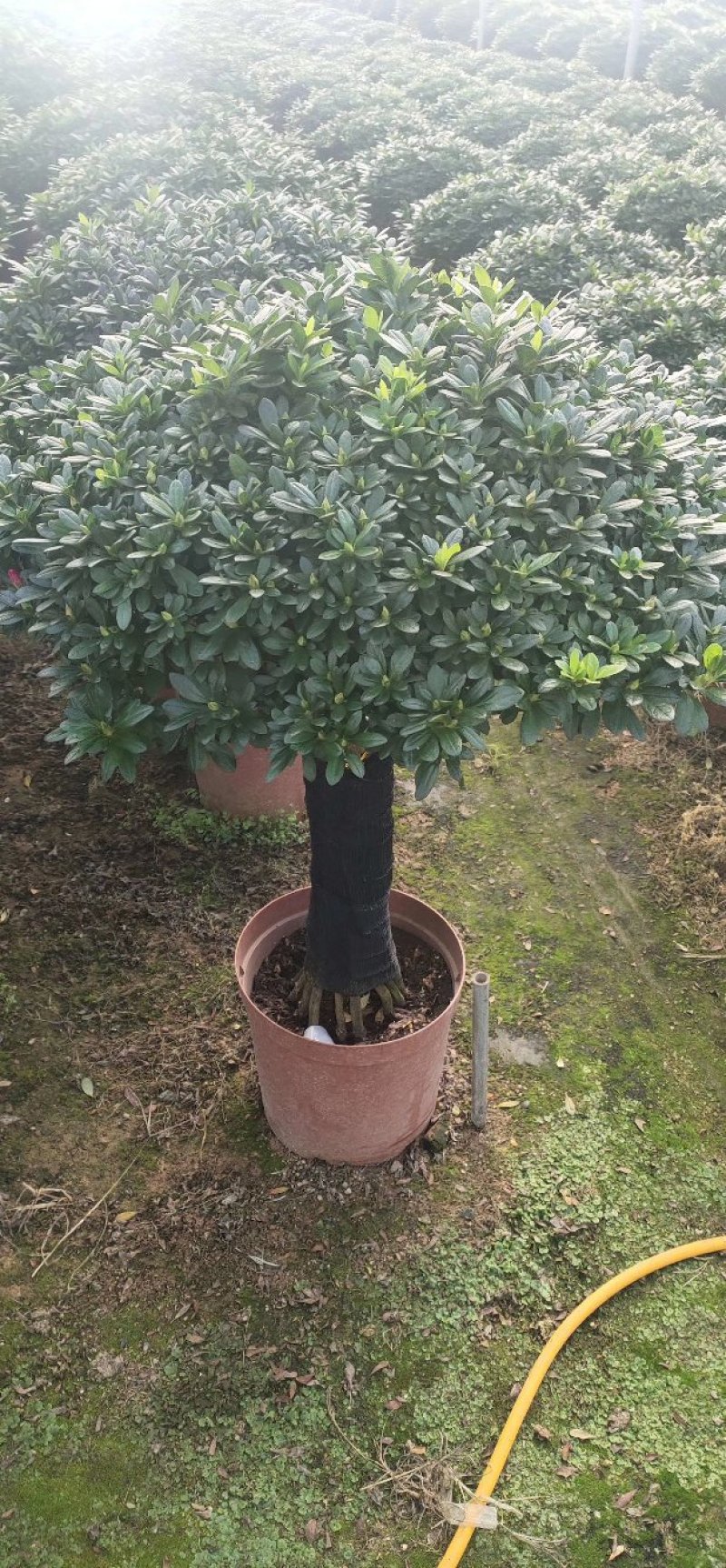 杜鹃花盆栽造型聚宝盆杜鹃