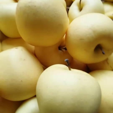 蓬莱黄金帅