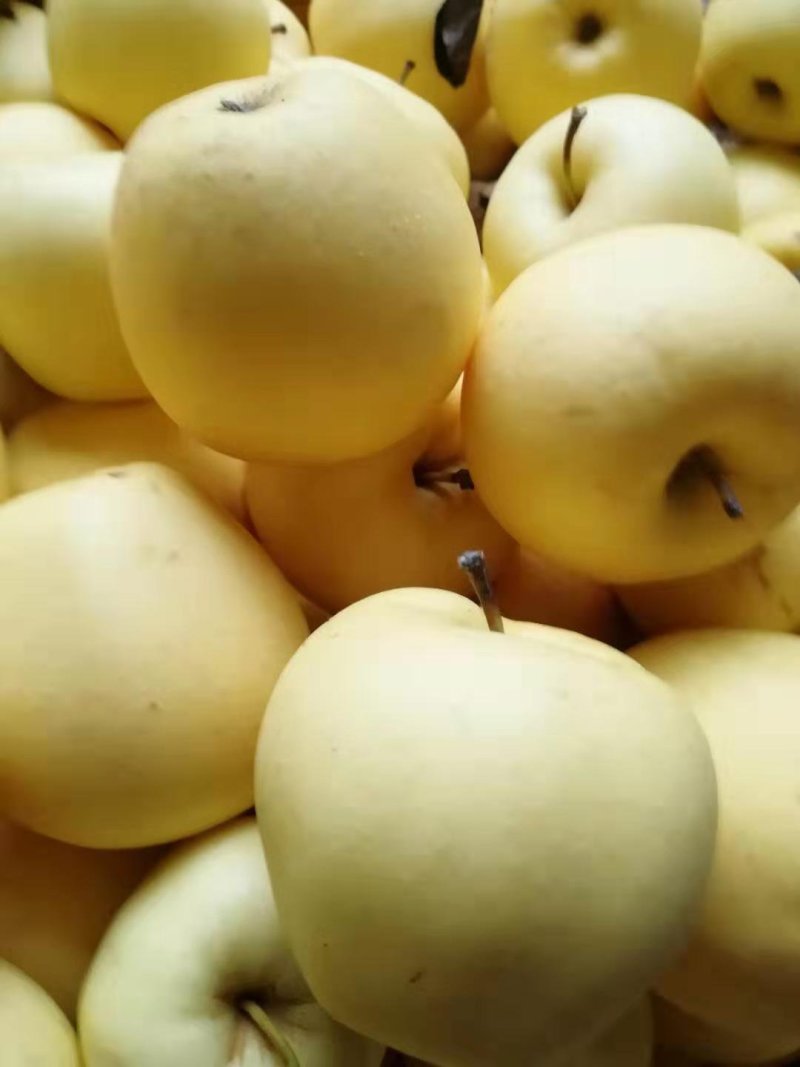 蓬莱黄金帅