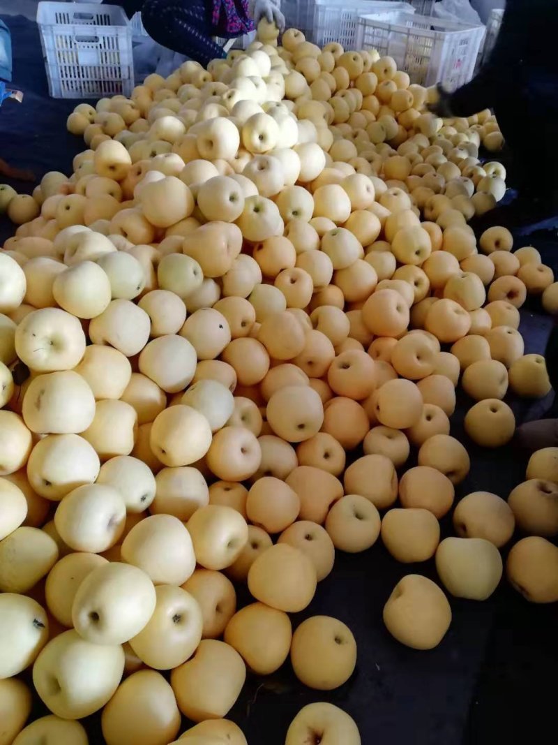 蓬莱黄金帅