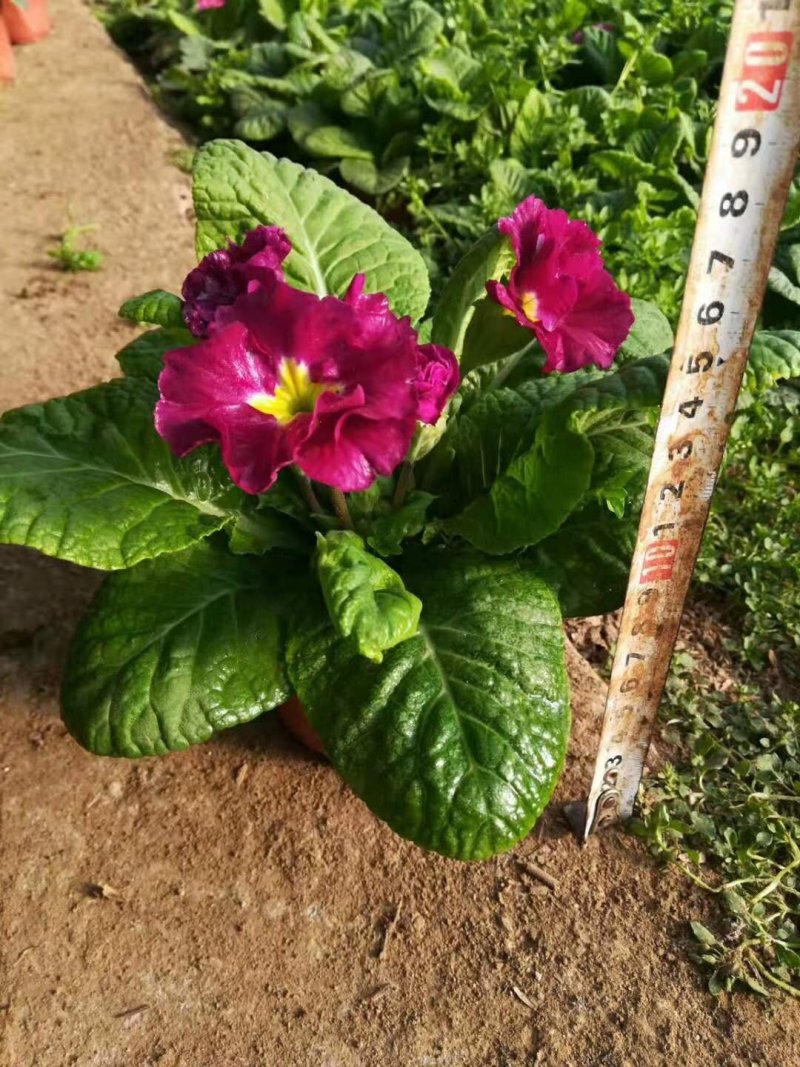 报春花优质多色报春花基地直供欢迎实地看货
