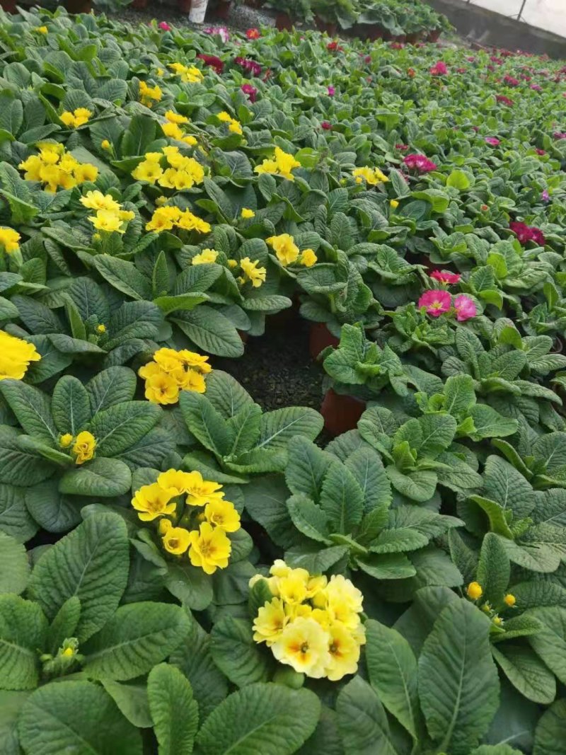 报春花优质多色报春花基地直供欢迎实地看货