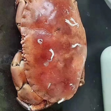 面包蟹