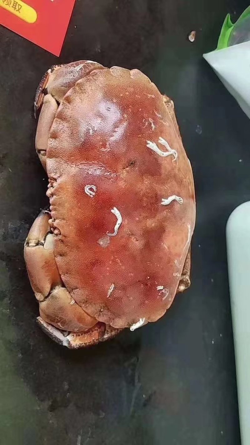 面包蟹