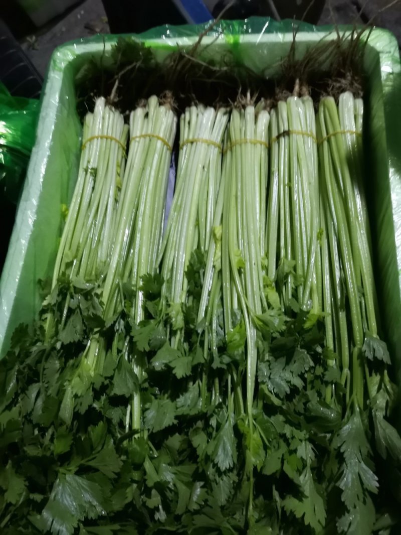 毛芹《精品推荐》安徽毛芹50cm-60cm.......
