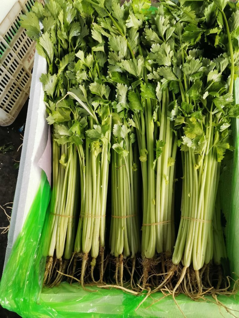 毛芹《精品推荐》安徽毛芹50cm-60cm.......