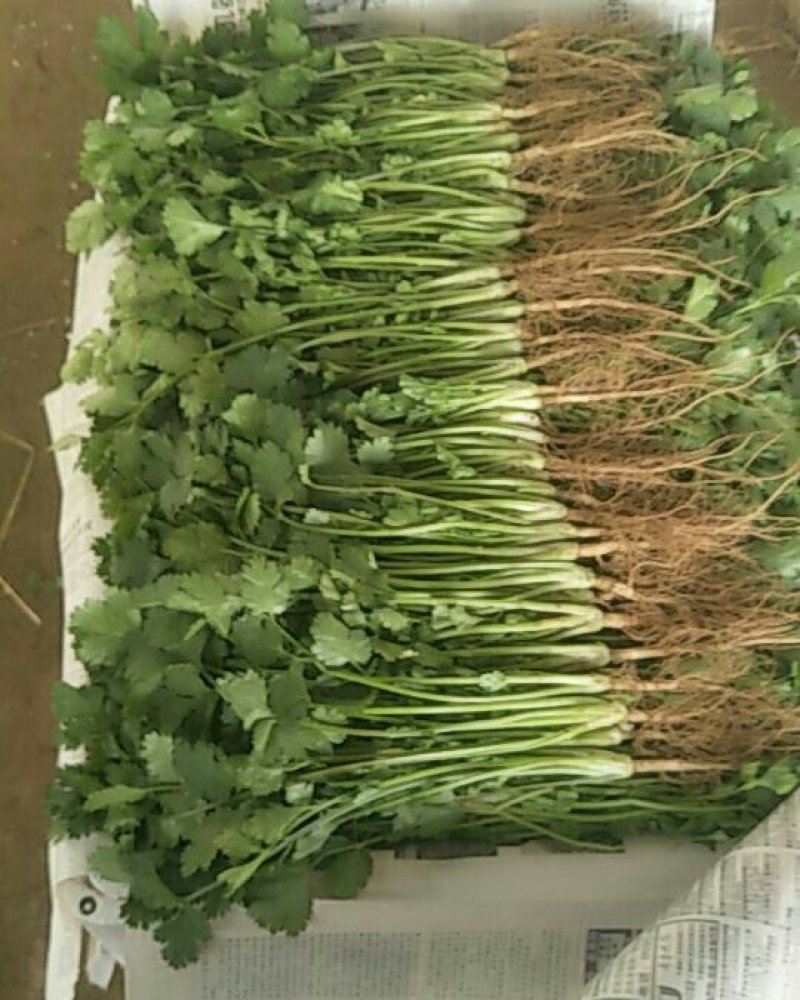 大叶香菜