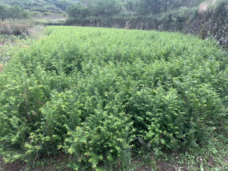 南方红豆杉小苗10~20cm一年生红豆杉小苗